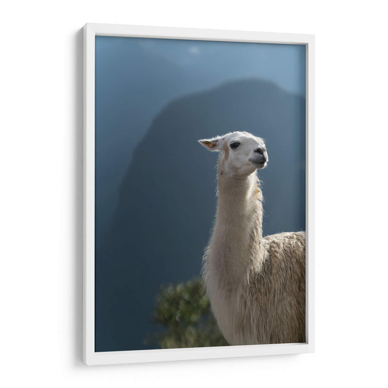 Llama - Perú - Emmanuel Ramírez | Cuadro decorativo de Canvas Lab