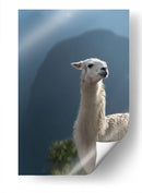 Llama - Perú - Emmanuel Ramírez | Cuadro decorativo de Canvas Lab