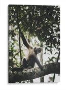 Mono Maicero - Emmanuel Ramírez | Cuadro decorativo de Canvas Lab