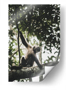 Mono Maicero - Emmanuel Ramírez | Cuadro decorativo de Canvas Lab