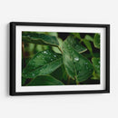 Morning Dew - PhotoVicz | Cuadro decorativo de Canvas Lab