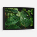 Morning Dew - PhotoVicz | Cuadro decorativo de Canvas Lab