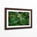 Morning Dew - PhotoVicz | Cuadro decorativo de Canvas Lab