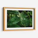 Morning Dew - PhotoVicz | Cuadro decorativo de Canvas Lab