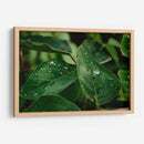 Morning Dew - PhotoVicz | Cuadro decorativo de Canvas Lab
