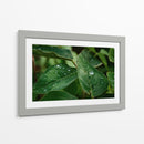 Morning Dew - PhotoVicz | Cuadro decorativo de Canvas Lab