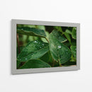 Morning Dew - PhotoVicz | Cuadro decorativo de Canvas Lab