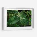 Morning Dew - PhotoVicz | Cuadro decorativo de Canvas Lab
