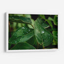Morning Dew - PhotoVicz | Cuadro decorativo de Canvas Lab