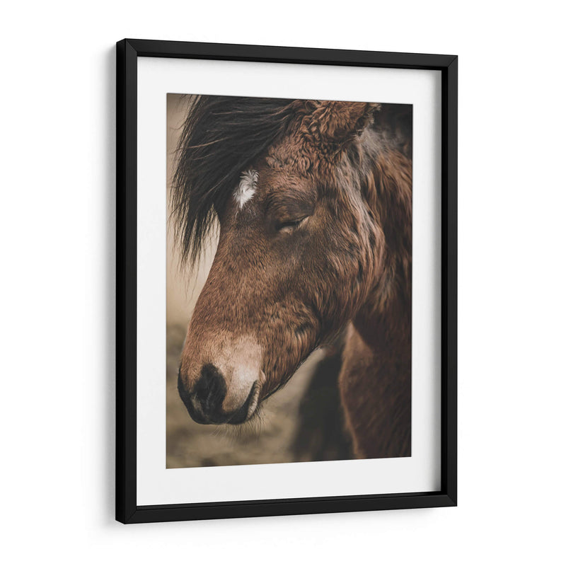 Retrato de Caballo Islandés - Emmanuel Ramírez | Cuadro decorativo de Canvas Lab
