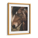 Retrato de Caballo Islandés - Emmanuel Ramírez | Cuadro decorativo de Canvas Lab