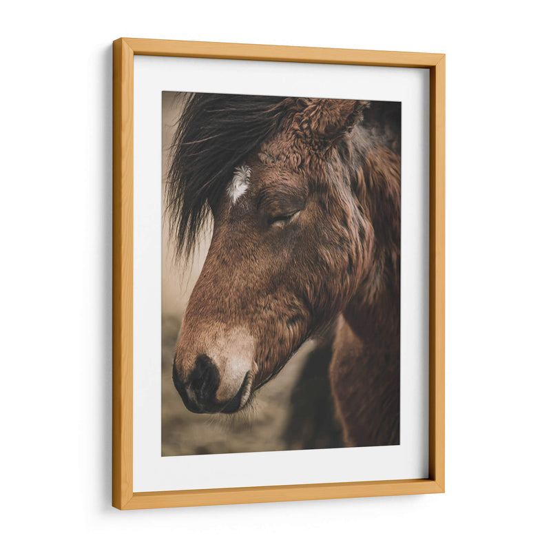 Retrato de Caballo Islandés - Emmanuel Ramírez | Cuadro decorativo de Canvas Lab