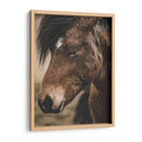 Retrato de Caballo Islandés - Emmanuel Ramírez | Cuadro decorativo de Canvas Lab