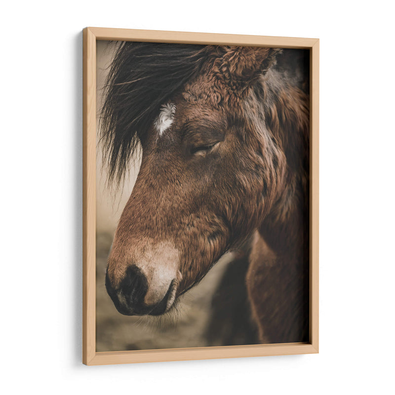 Retrato de Caballo Islandés - Emmanuel Ramírez | Cuadro decorativo de Canvas Lab