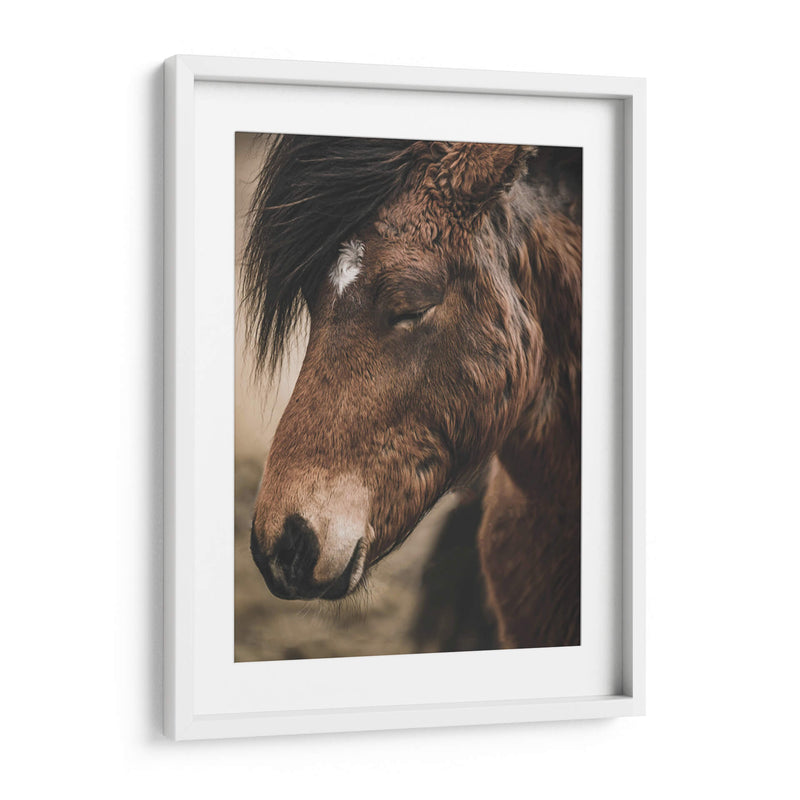 Retrato de Caballo Islandés - Emmanuel Ramírez | Cuadro decorativo de Canvas Lab