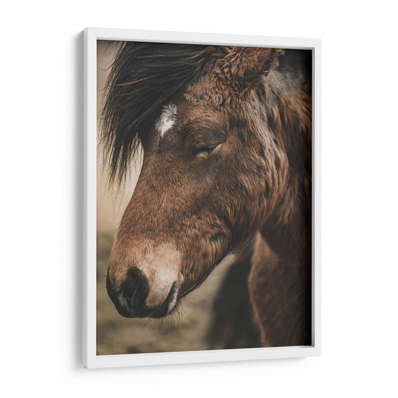 Retrato de Caballo Islandés - Emmanuel Ramírez | Cuadro decorativo de Canvas Lab