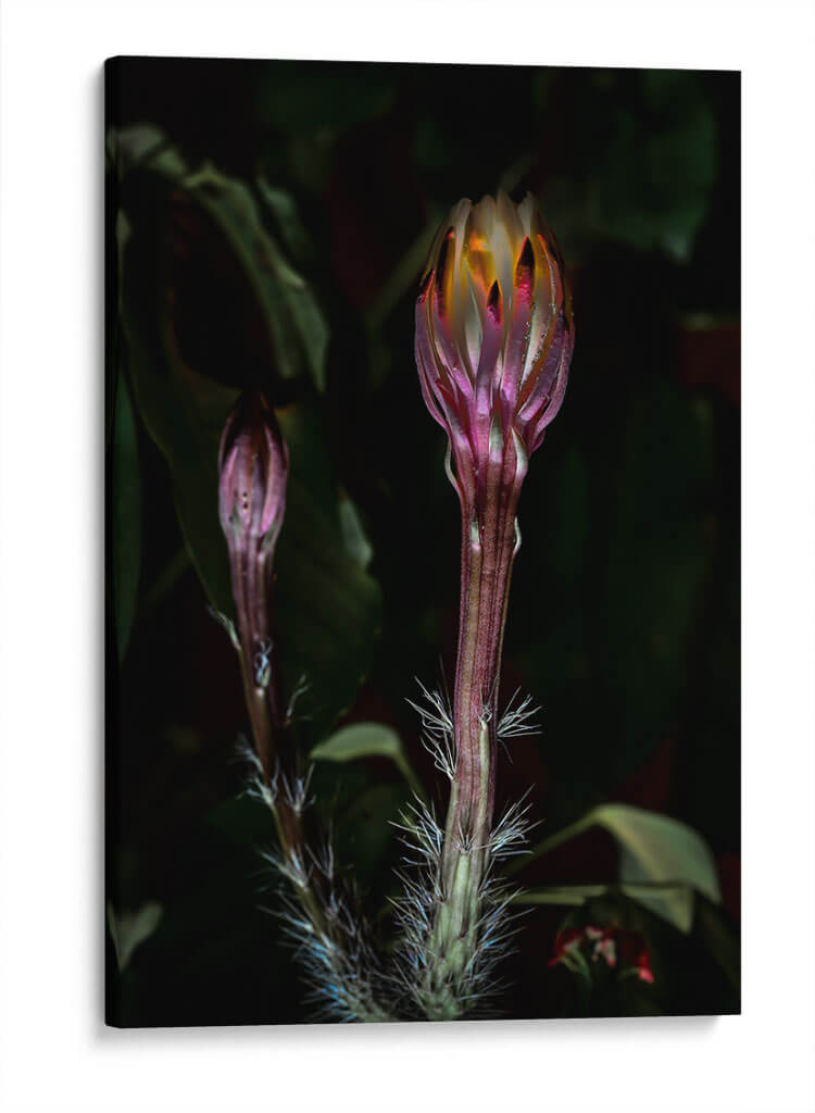 Natural Lantern - PhotoVicz | Cuadro decorativo de Canvas Lab