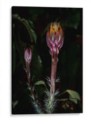 Natural Lantern - PhotoVicz | Cuadro decorativo de Canvas Lab