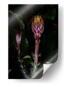 Natural Lantern - PhotoVicz | Cuadro decorativo de Canvas Lab