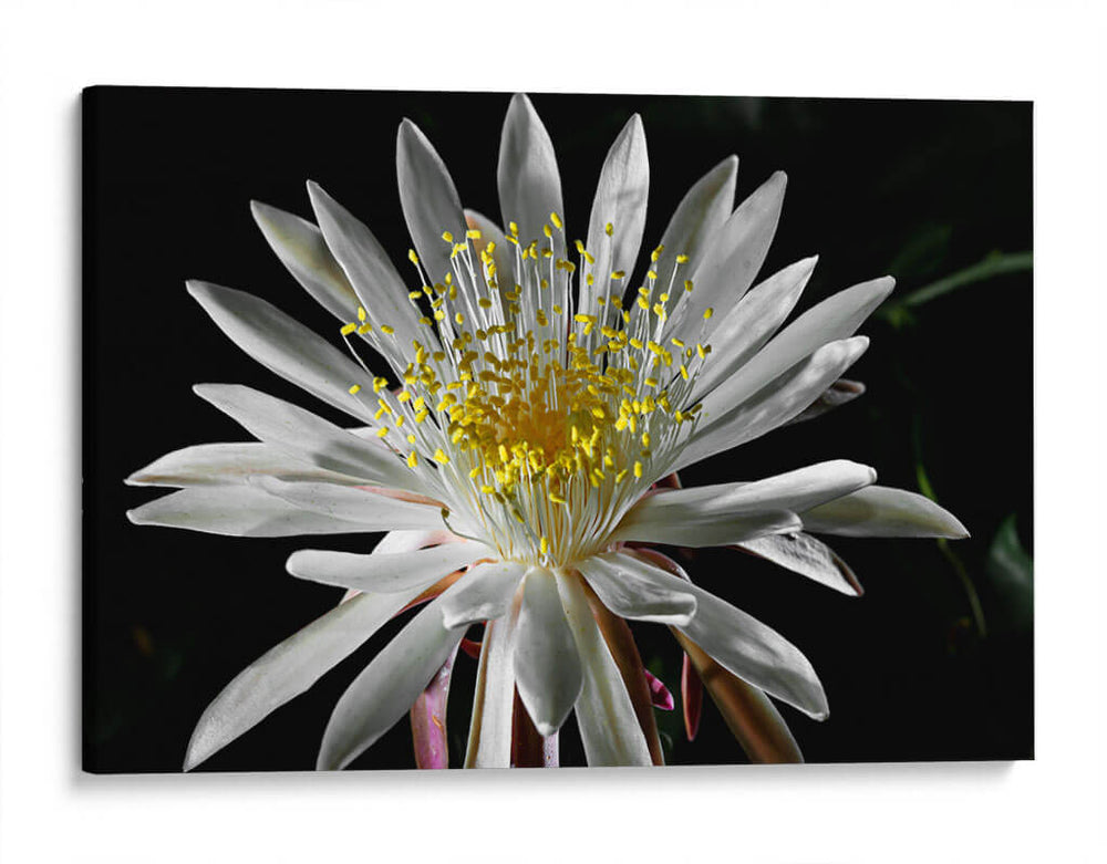 Once Every 20 Years - PhotoVicz | Cuadro decorativo de Canvas Lab