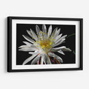 Once Every 20 Years - PhotoVicz | Cuadro decorativo de Canvas Lab