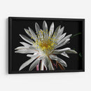 Once Every 20 Years - PhotoVicz | Cuadro decorativo de Canvas Lab