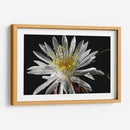 Once Every 20 Years - PhotoVicz | Cuadro decorativo de Canvas Lab