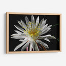 Once Every 20 Years - PhotoVicz | Cuadro decorativo de Canvas Lab