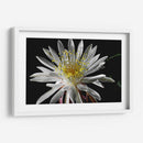 Once Every 20 Years - PhotoVicz | Cuadro decorativo de Canvas Lab