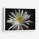 Once Every 20 Years - PhotoVicz | Cuadro decorativo de Canvas Lab