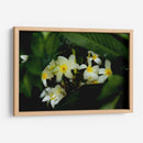 Peeking Out - PhotoVicz | Cuadro decorativo de Canvas Lab