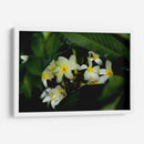 Peeking Out - PhotoVicz | Cuadro decorativo de Canvas Lab