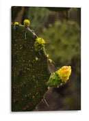 Start - PhotoVicz | Cuadro decorativo de Canvas Lab