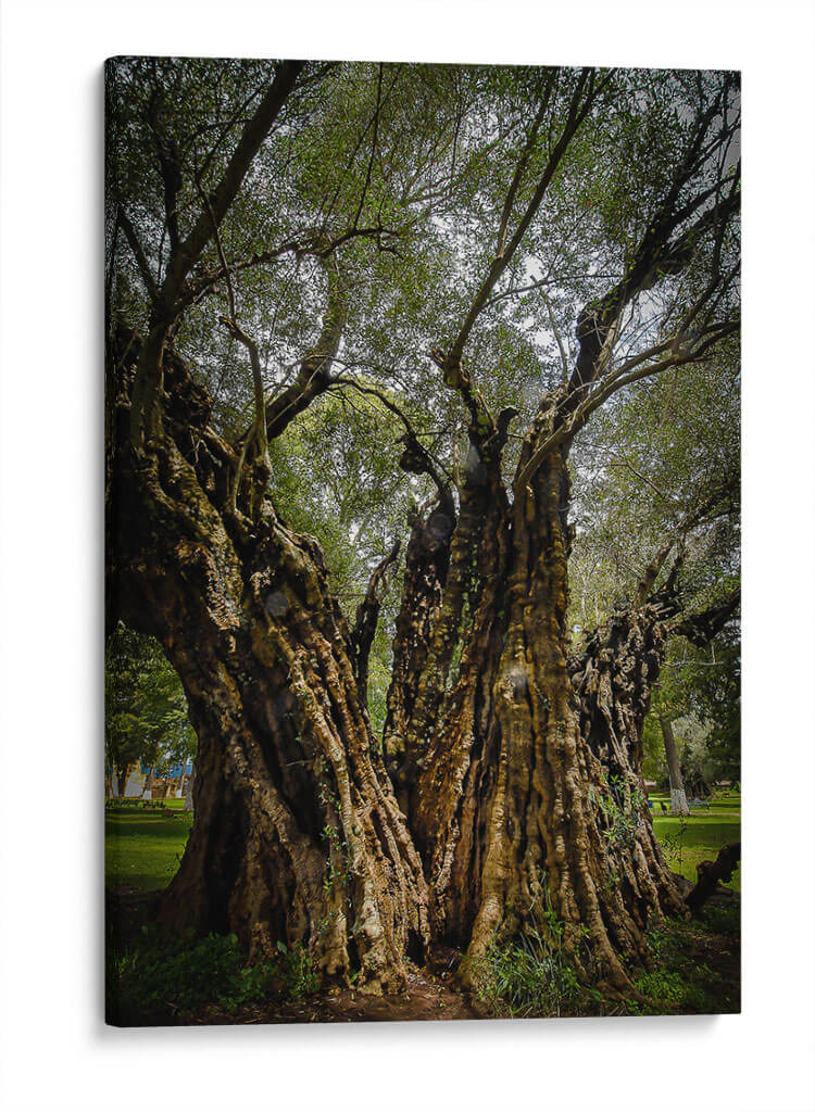 Strength - PhotoVicz | Cuadro decorativo de Canvas Lab
