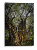 Strength - PhotoVicz | Cuadro decorativo de Canvas Lab