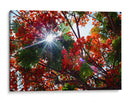 Sun Ray - PhotoVicz | Cuadro decorativo de Canvas Lab