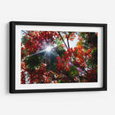 Sun Ray - PhotoVicz | Cuadro decorativo de Canvas Lab
