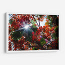 Sun Ray - PhotoVicz | Cuadro decorativo de Canvas Lab