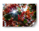 Sun Ray - PhotoVicz | Cuadro decorativo de Canvas Lab