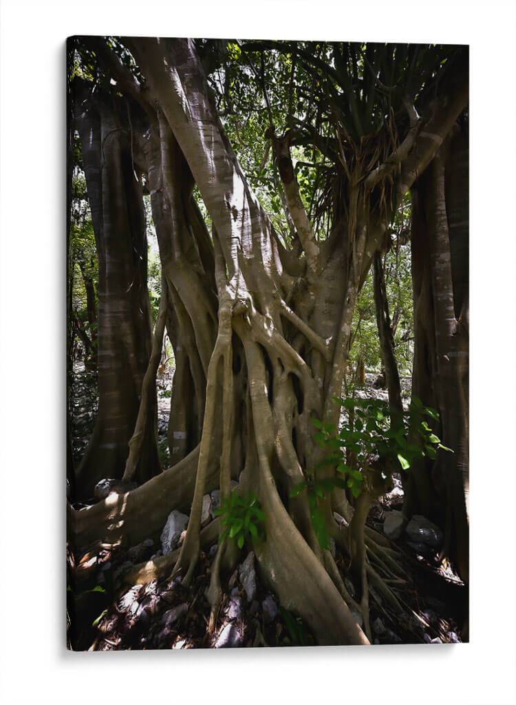 Time - PhotoVicz | Cuadro decorativo de Canvas Lab
