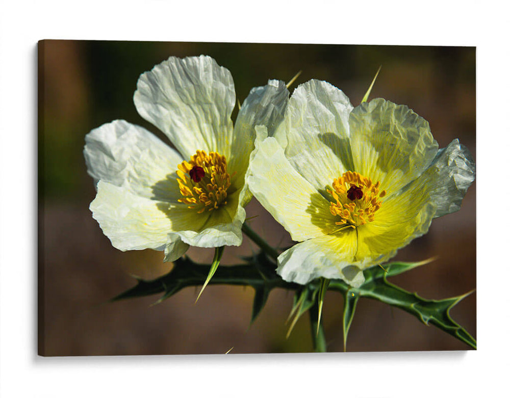 Together Forever - PhotoVicz | Cuadro decorativo de Canvas Lab