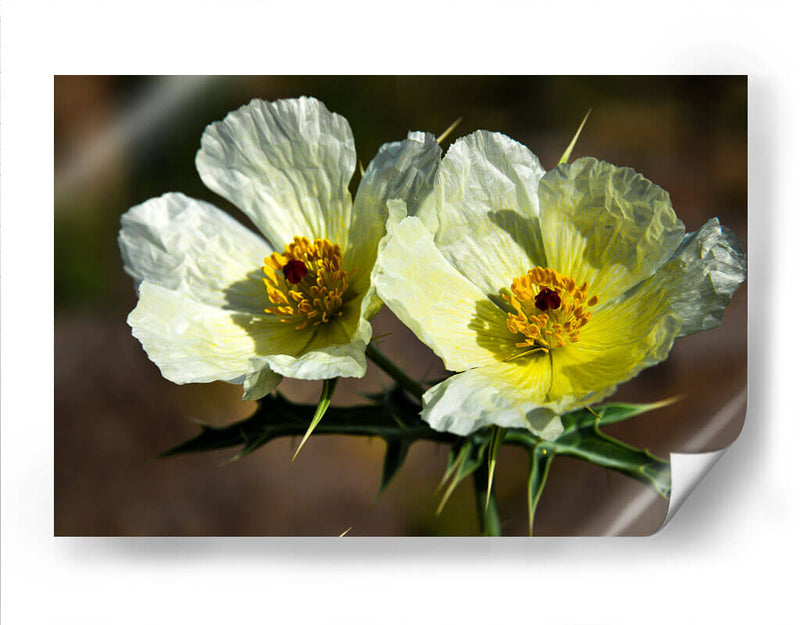 Together Forever - PhotoVicz | Cuadro decorativo de Canvas Lab