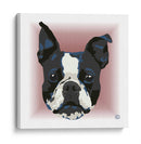 Boston Terrier CL - Corrococho | Cuadro decorativo de Canvas Lab