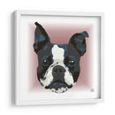 Boston Terrier CL - Corrococho | Cuadro decorativo de Canvas Lab