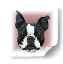 Boston Terrier CL - Corrococho | Cuadro decorativo de Canvas Lab