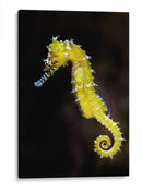 Caballito amarillo | Cuadro decorativo de Canvas Lab