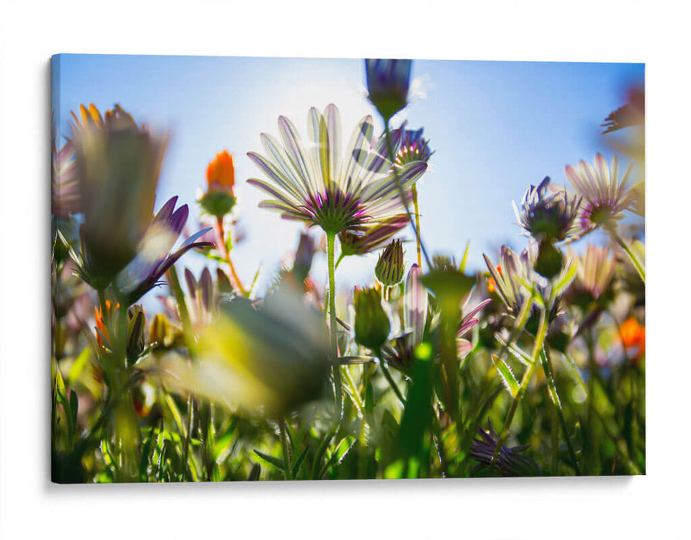 Campo iluminado | Cuadro decorativo de Canvas Lab