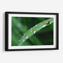 Catarinita | Cuadro decorativo de Canvas Lab