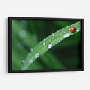 Catarinita | Cuadro decorativo de Canvas Lab