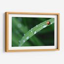 Catarinita | Cuadro decorativo de Canvas Lab